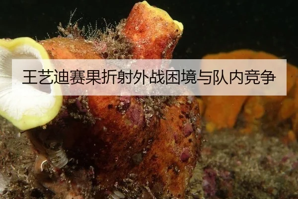 王艺迪赛果折射外战困境与队内竞争
